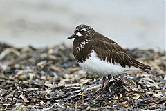 Black Turnstone